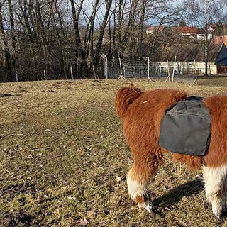 Alpaka mit Tragetasche-Alpaka Wanderung bei Görlitz