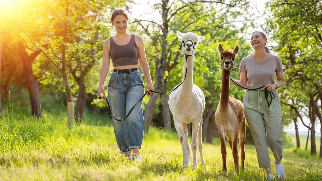 2 Frauen wandern mit Alpakas auf einer Wiese