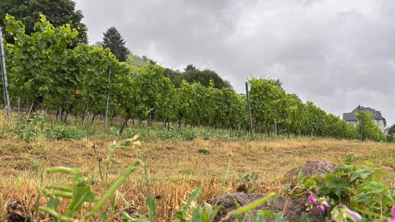 Ansicht der Weinberge in Radebeul