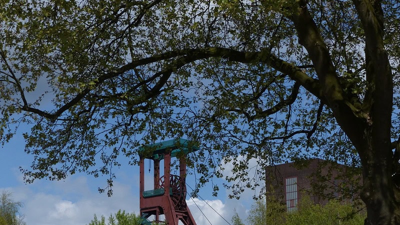 Großer Baum mit einem Metallenen Konstruckt im Hintergrund