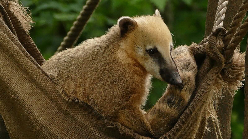 Nasenbär in einer Hängematte.