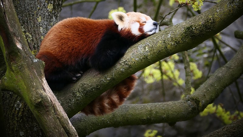 Kleiner Panda der auf einem Ast in einem Baum schläft.