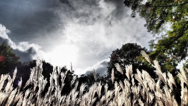 Farn von unten Fotografiert mit Bäumen im Hintergrund