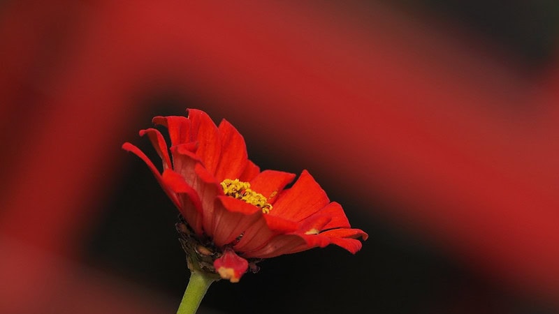 Rote Blume mit unscharfem Hintergrund