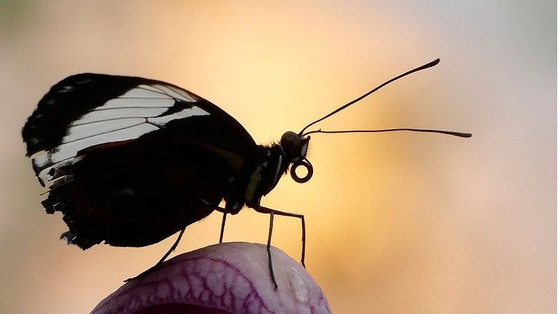 Ein Schmetterling sitzt auf einer Blüte
