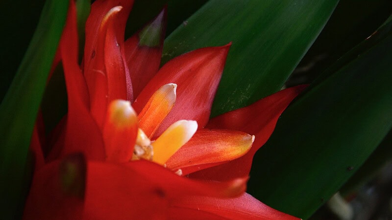 Nahaufnahme von roter Blume