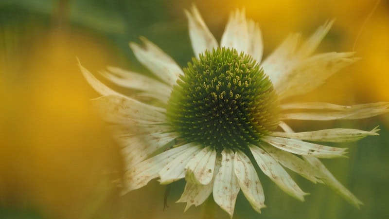 Weiße Blume mit grünem Kern