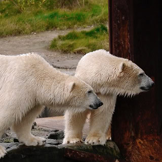 Zwei Eisbären, die beide zu etwas spannendem schauen