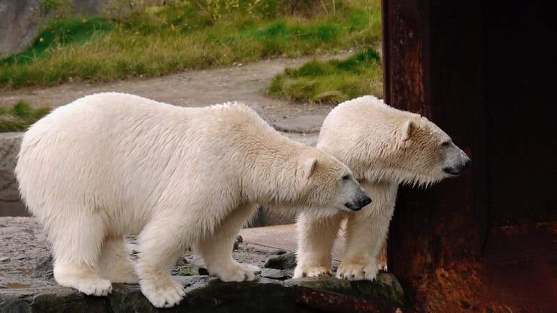 Zwei Eisbären, die beide zu etwas spannendem schauen