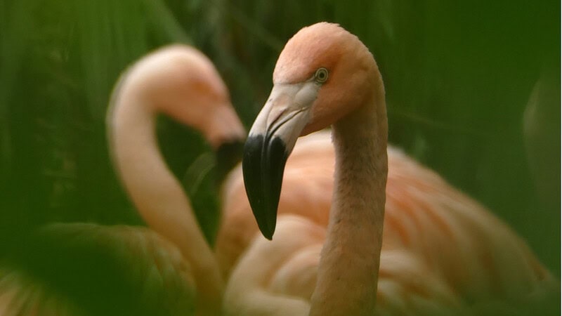 Ein Flamingo mit zwei weitren Flamingos im Hintergrund
