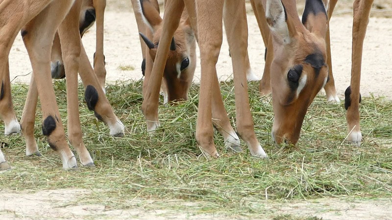 Einige Tiere auf einer Wiese am Grasen