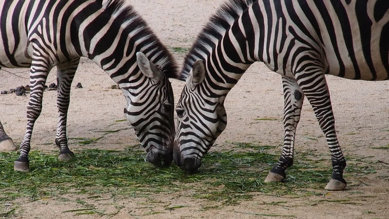 Zwei Zebras am geschnittenen Gras essen