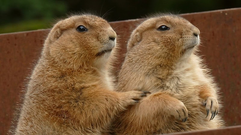 Zwei Flauschige Tiere machen Männchen