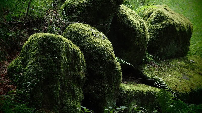 Bemoste Felssteine im Wald