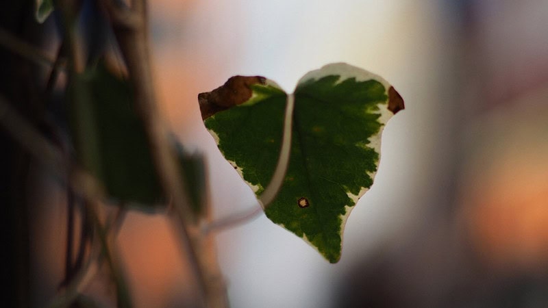 Blatt einer Pflanze scharfgestellt, der Hintergurnd verschwommen