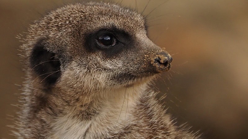 Erdmännchen Gesicht