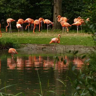 Flamingos auf einer Wiese am Wasser
