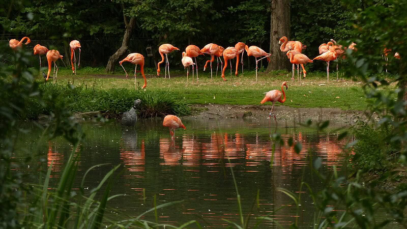 Flamingos auf einer Wiese am Wasser