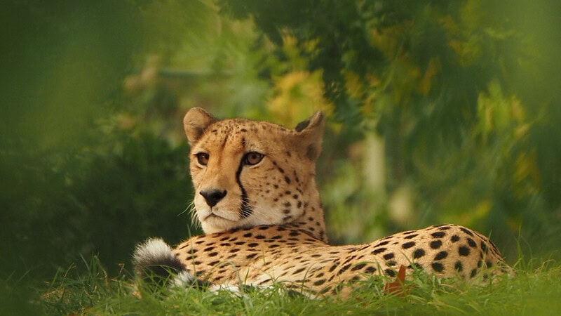 EIn Gepard, liegend auf einer Wiese