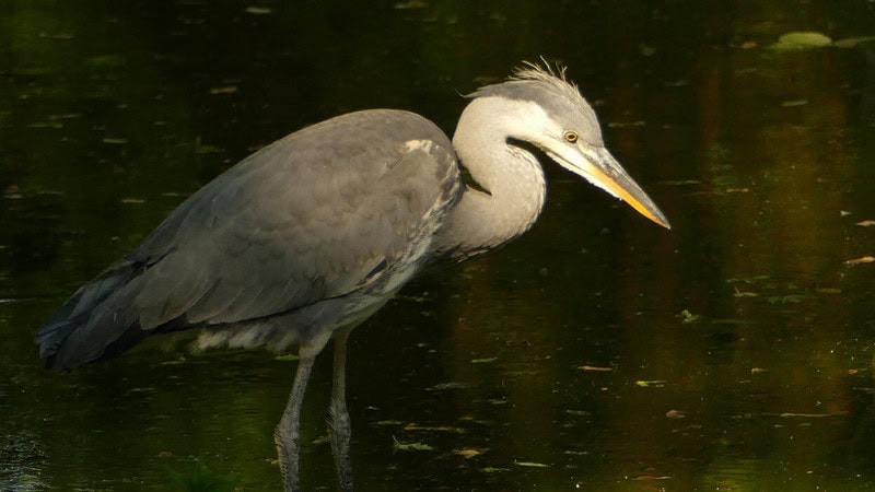 Ein Graureier Steht bei Nacht in einem Teich