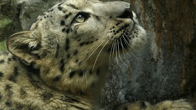 Ein Leopard guckt nach oben