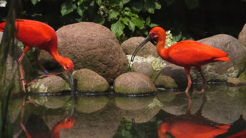 Rot leuchtende Vögel stehen am Rande eines Teiches