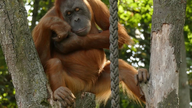 Ein Orang Utan sitzt auf einem Ast und schaut nach unten
