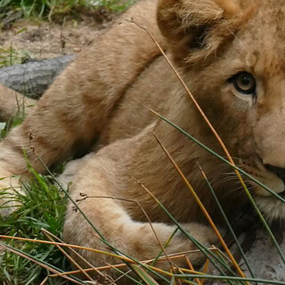 Eine Löwin mit gezieltem Blick richtung Kamera, liegend auf der Wiese