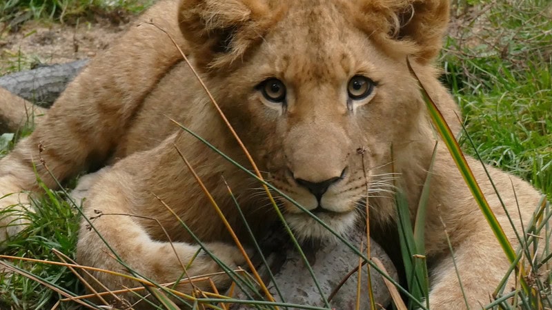 Eine Löwin mit gezieltem Blick richtung Kamera, liegend auf der Wiese
