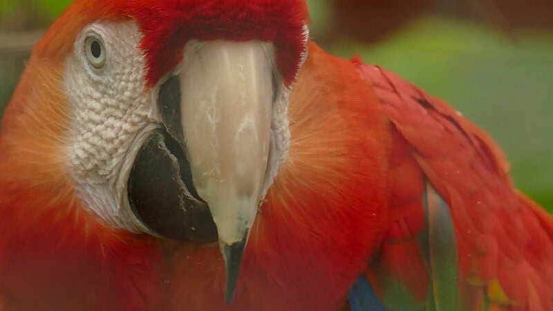 Ein roter Papagei als Nahaufnahme