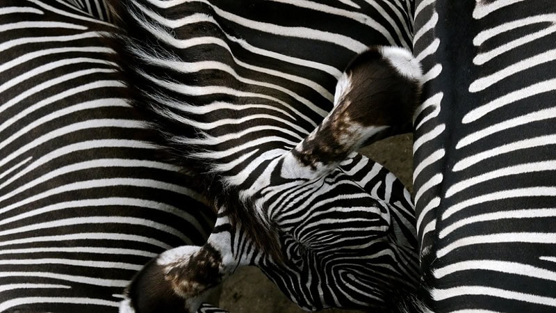Nahaufnahme von Zebras