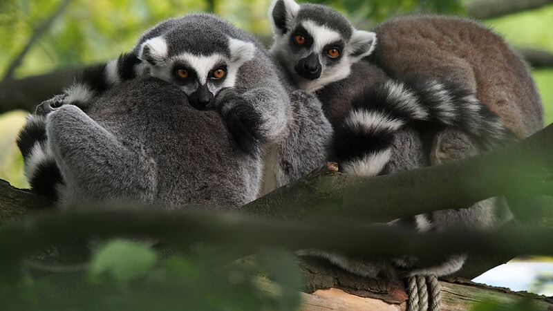 Drei kleine Affen mit orangenen Augen und grauem Fell, liegen zusammen auf einem Ast