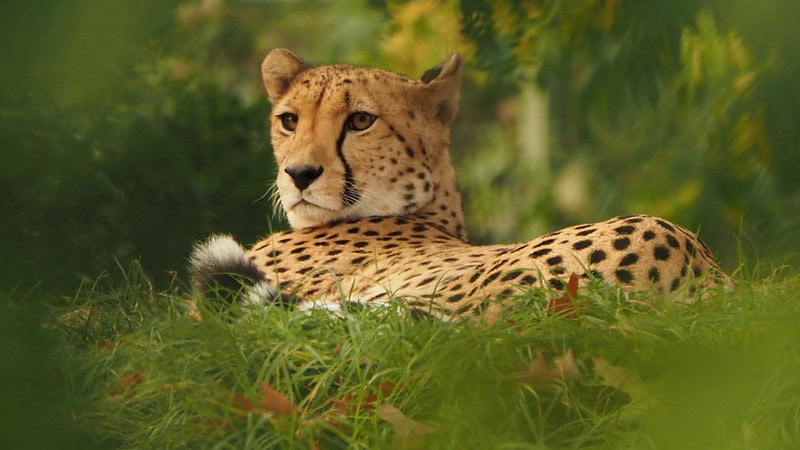Gepard, liegend auf einer Wiese