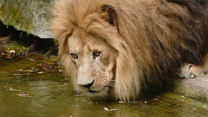 Ein Löwe mit geneigtem Kopf richtung Wasser