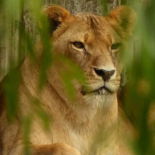 Münster-Allwetter-Zoo-Löwin Eine liegende Löwin durch Äste hindurch Fotografiert