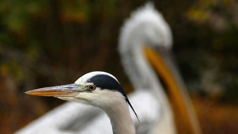 Vogel mit langem Schnabel mit Schwarz/Weißem Gefieder