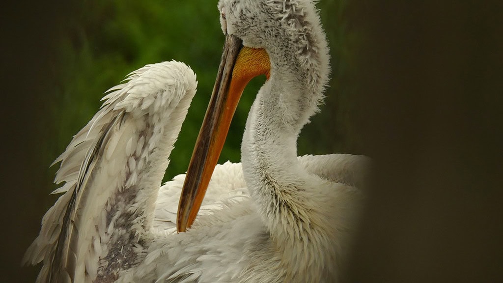 Münster-Allwetter-Zoo-heller Vogel Hellgrauer Vogel mit langem orangenem Schnabel