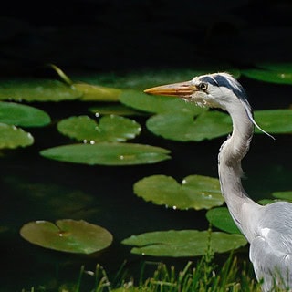 Graureier am Teich mit Seeblättern