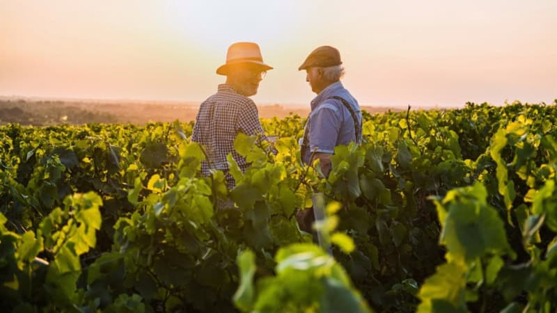 Zwei Männer stehen in mitten der Weinreben und genießen den Sonnenuntergang.
