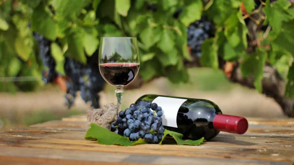 Eine Flasche und eine Glas Wein vor einer Weinrebe - Weinwanderung.