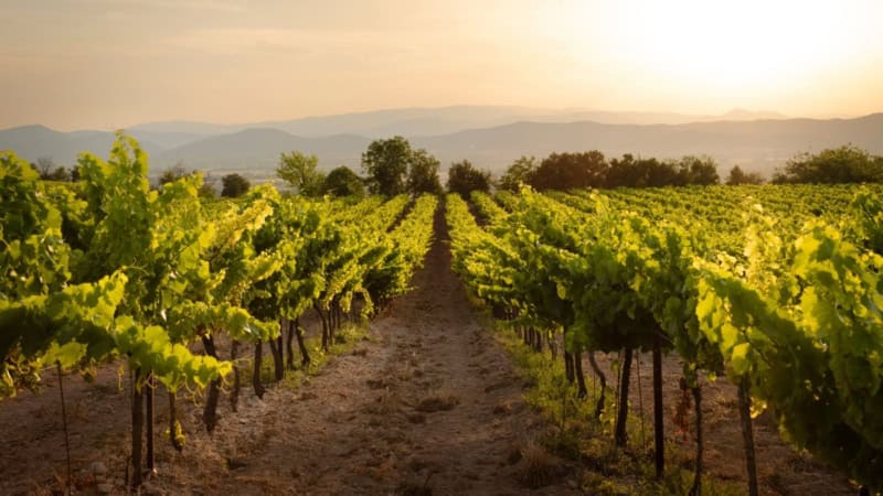 Weinreben auf einem Weinberg - Weinwanderung.