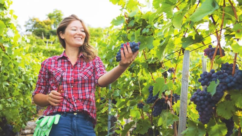 Eine Frau hält die Weintrauben, die von der Weinrebe herunter hängen.
