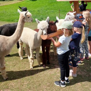Eine Kindergruppe füttert Alpakas auf einer Wiese. Sie halten mit den Händen einen Holztrog, aus dem die Alpakas fressen.