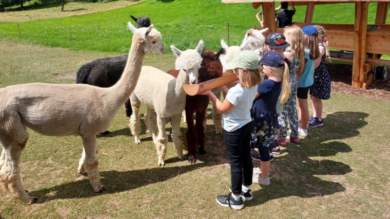 Eine Kindergruppe füttert Alpakas auf einer Wiese. Sie halten mit den Händen einen Holztrog, aus dem die Alpakas fressen.