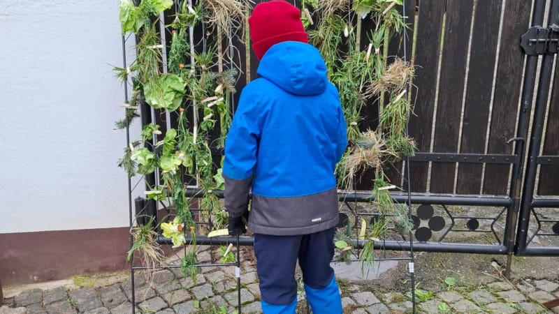 Eine Junge steht vor einem mit Gemüse behängten Gitter auf einem Alpakahof.