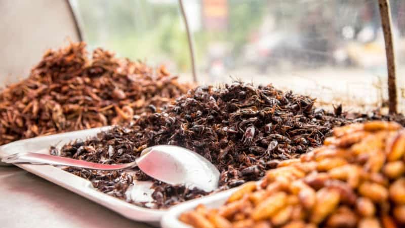 Drei große Platten mit verschiedenen essbaren Insekten.