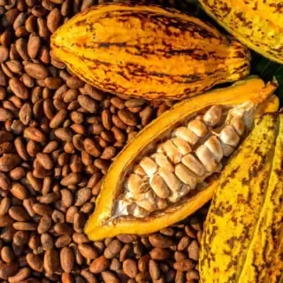 Ein 5 Kakao Pflanzen die auf getrocknetem Kakao liegen