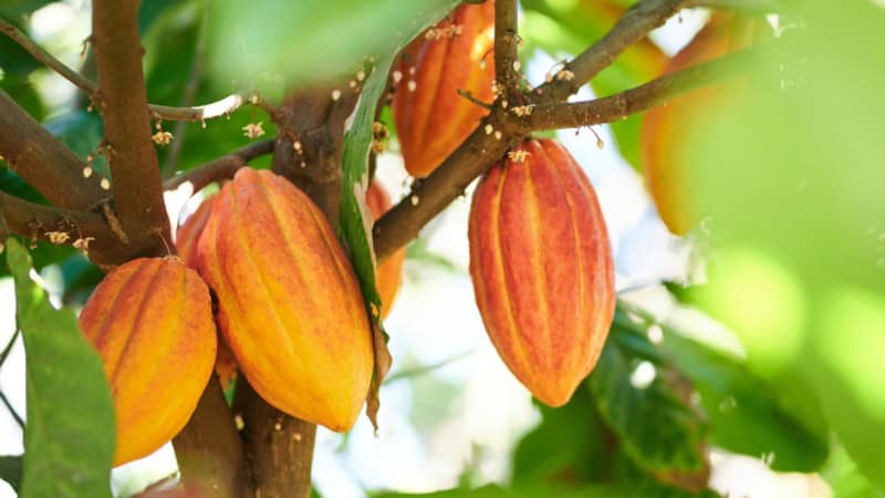 Kakao Frucht hängt am Baum