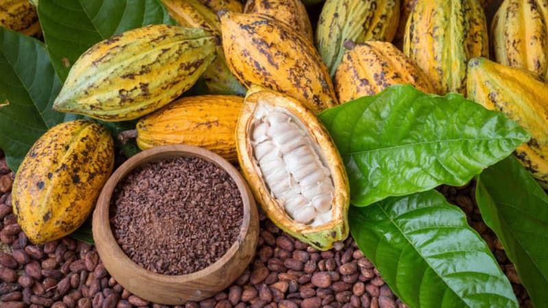 Ein Haufen Kakao Pflanzen die auf getrocknetem Kakao liegen