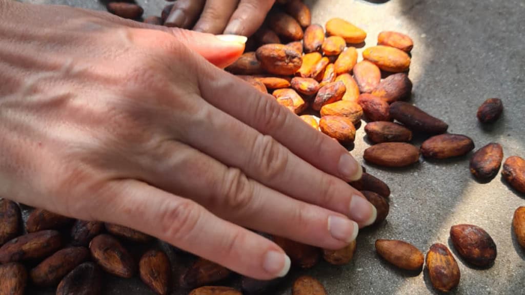 kakao-bohnen Frisch geröstete Kakao Bohnen.